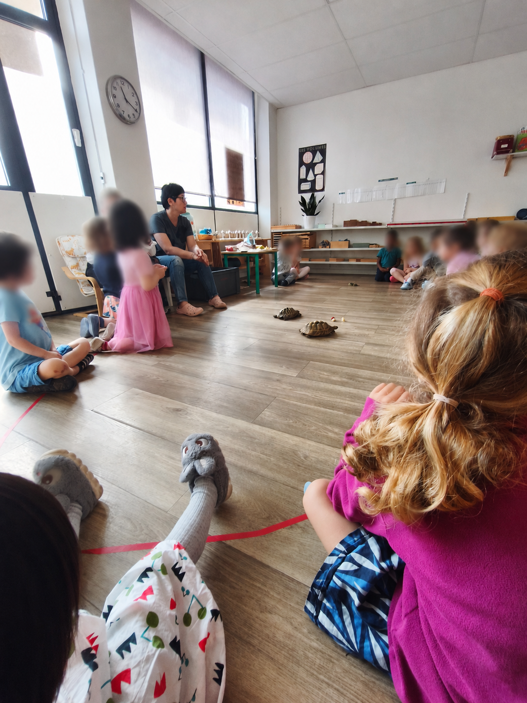 Les enfants assis en cercle observent deux tortues qui avancent au milieu de la classe
