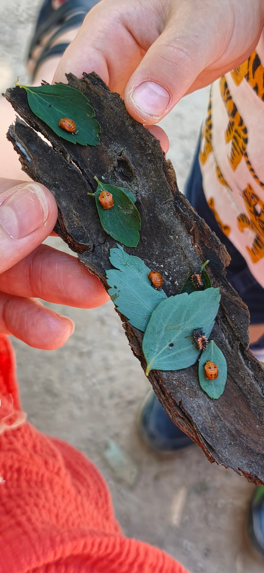 Des mains d'enfant tiennent un morceau d'écorce où sont posées des feuilles et de petites larves de coccinelles